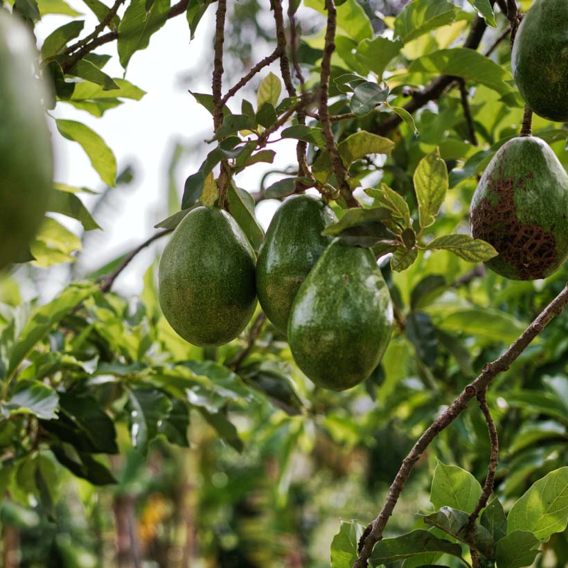 organic-avocado-oil