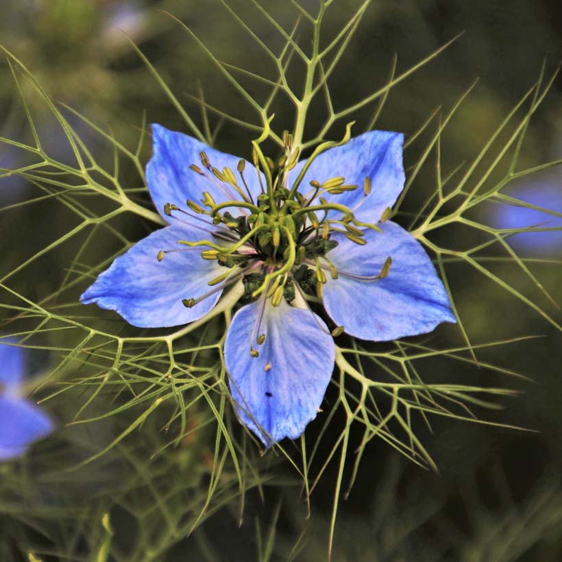 organic-black-seed-black-cumin-oil