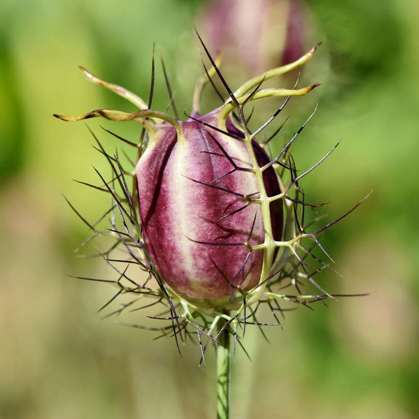 organic-black-seed-black-cumin-oil