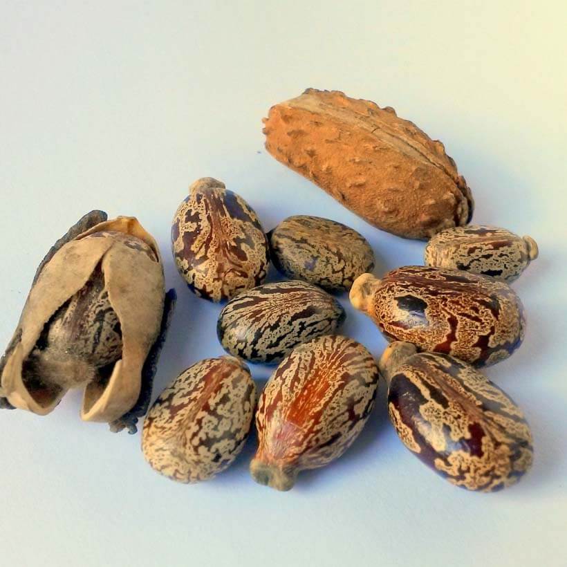 organic-castor-oil