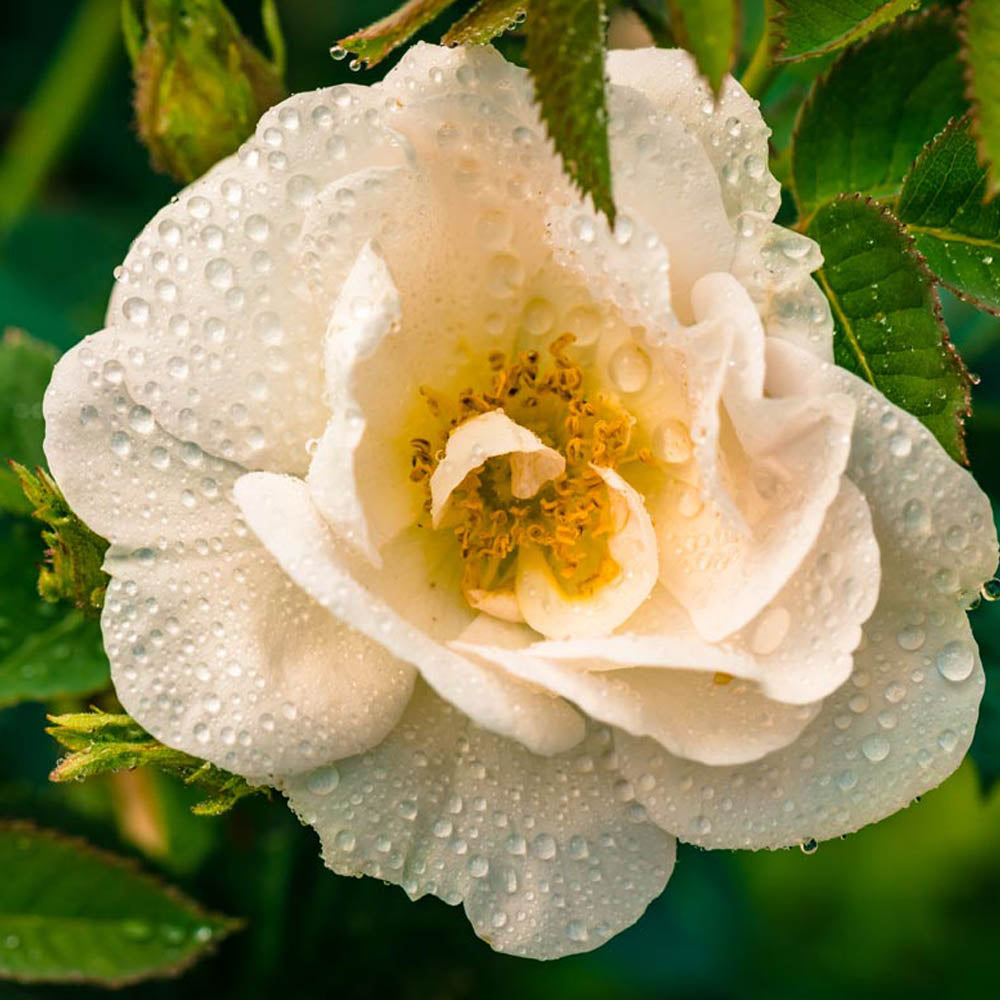 organic-floral-water-organic-rose-water-alba