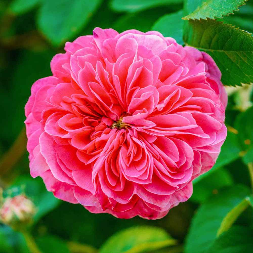 organic-floral-water-rose-water-rosa-centifolia