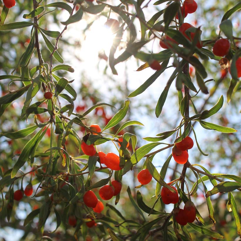 organic-goji-berry_oil