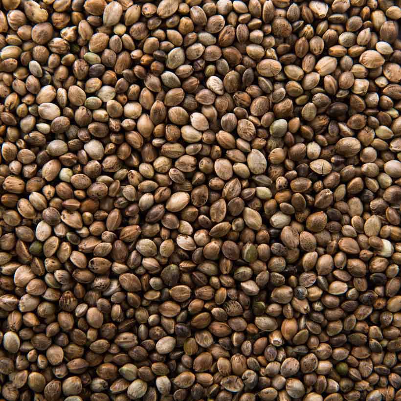 organic-hemp-seed-oil