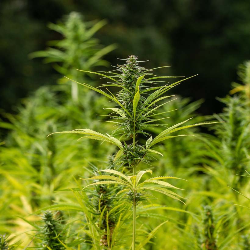 organic-hemp-seed-oil