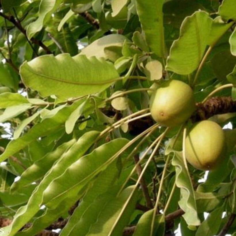organic-shea-butter