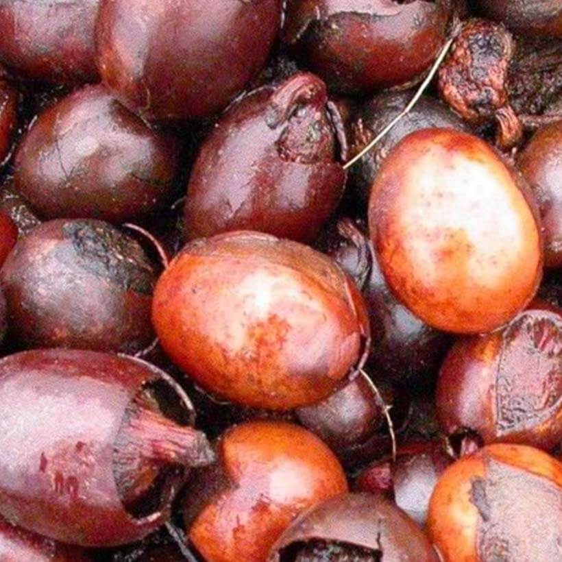 organic-shea-butter