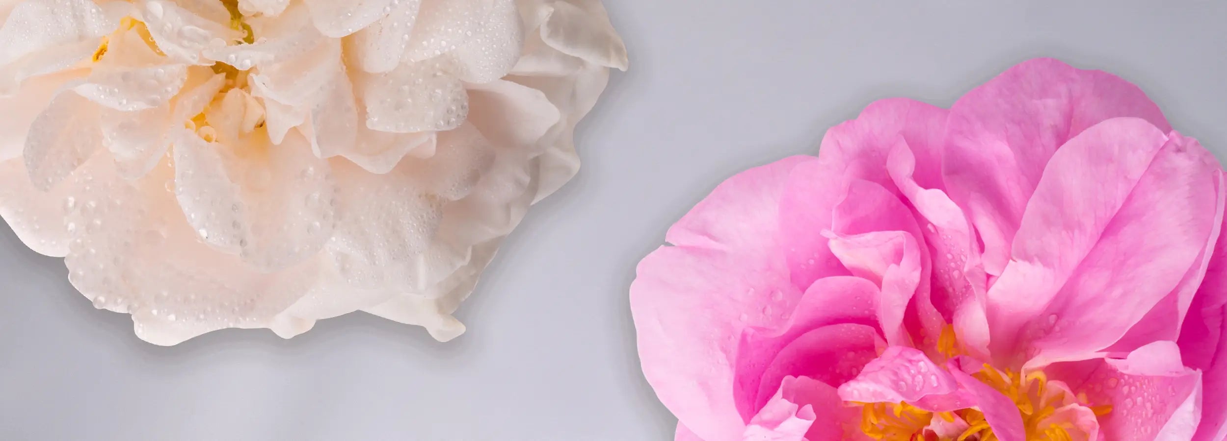 Rose Beauty Omegas Rosa Damascena and Rosa Alba