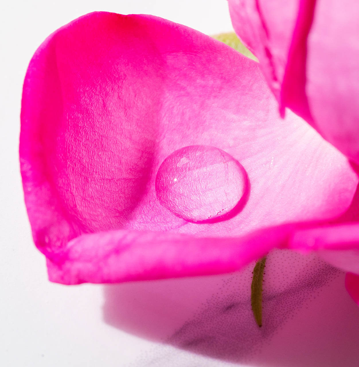 rose water
