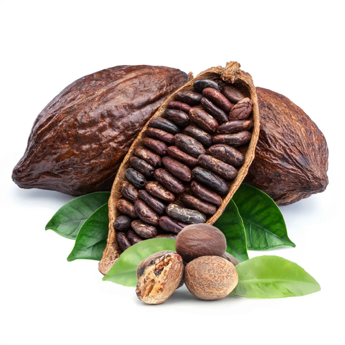 ORGANIC COCOA AND SHEA BUTTER
