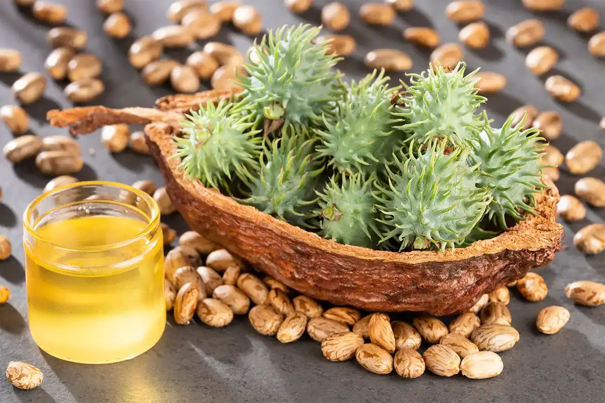 how Is castor oil made and what Is It made from