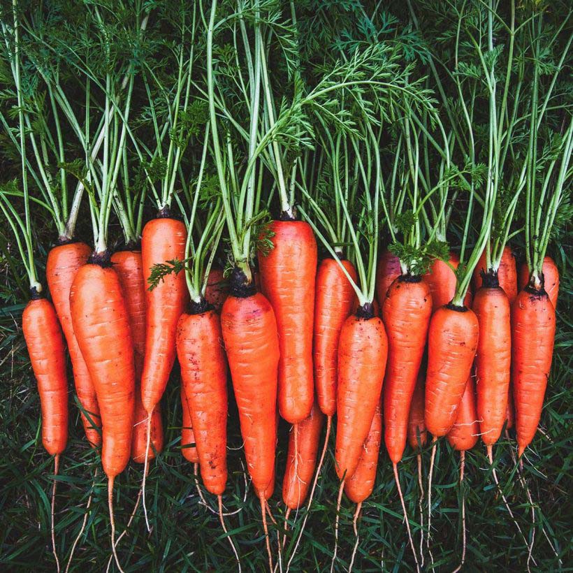 Organic Carrot Seed Carrier Oil (Daucus Carota)