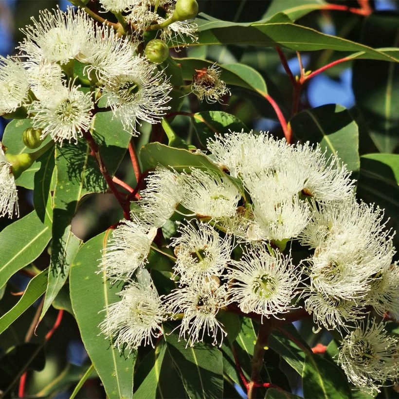 Organic-Eucalyptus-Oil