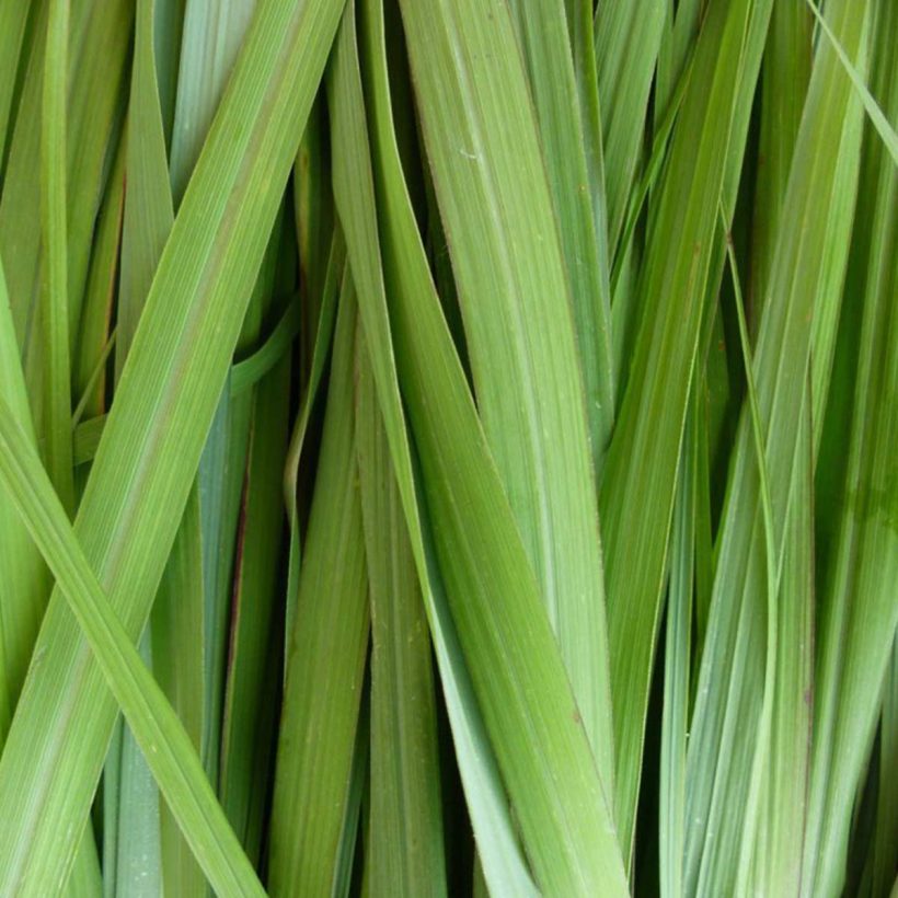 Organic-Lemongrass-Oil