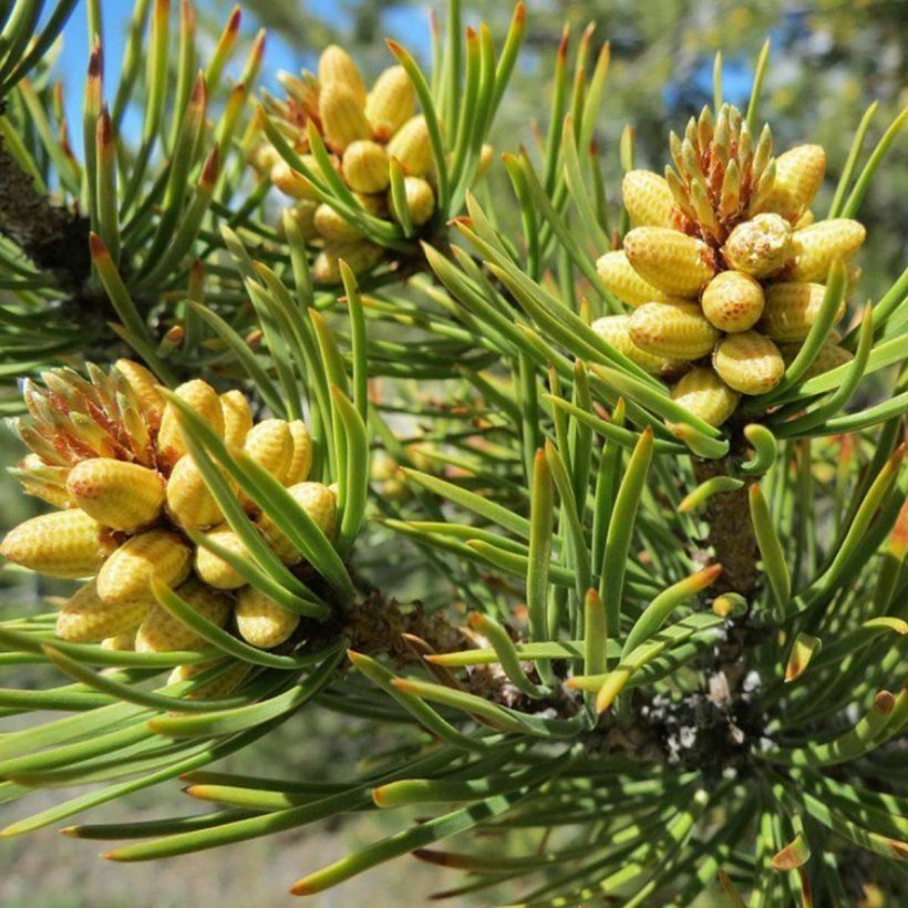Organic-Pine-Tree-Oil