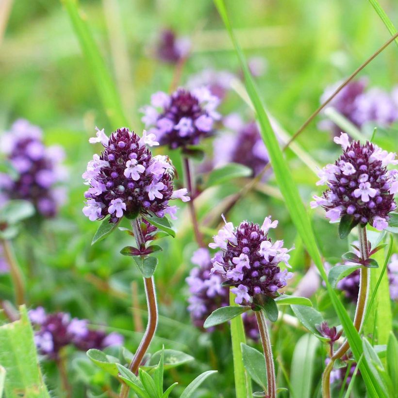 The potency of thyme oil increases the likelihood of irritation of the skin and mucous membranes; therefore safe and appropriate dilution before use is recommended.