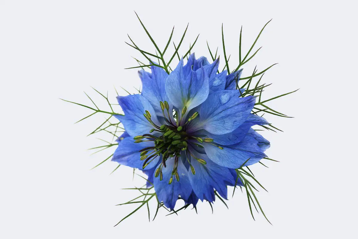 What is the nature of black seed oil