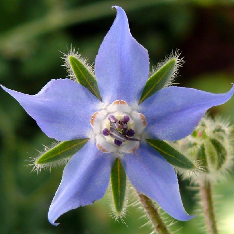 organic-borage-oil