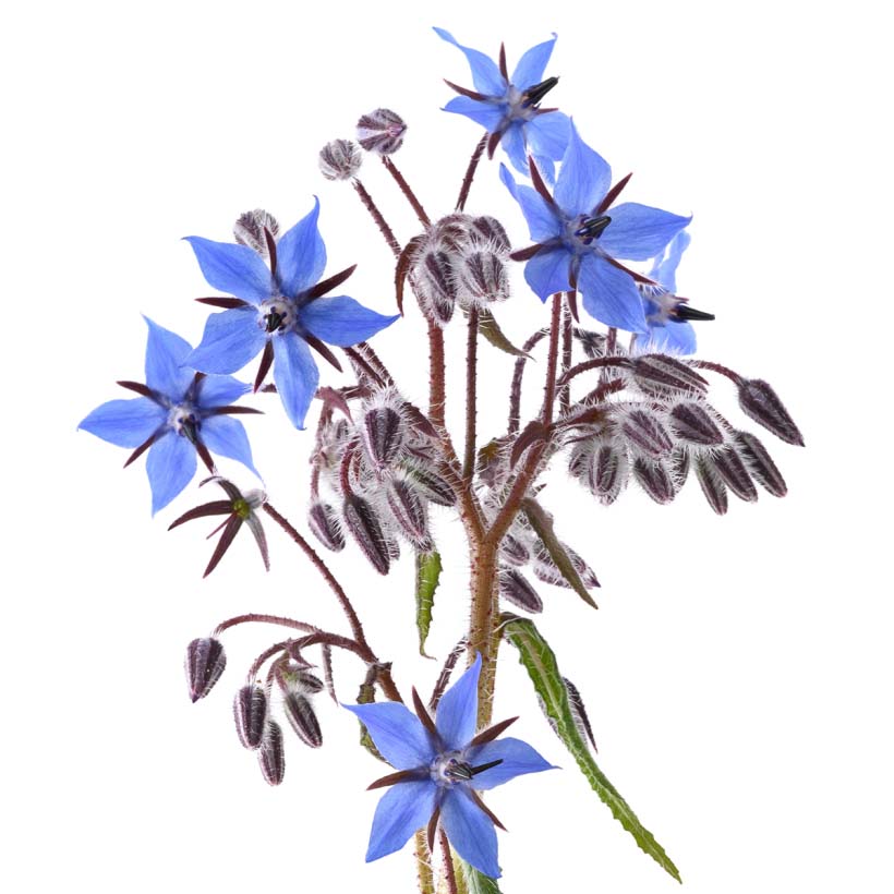 organic-borage-oil