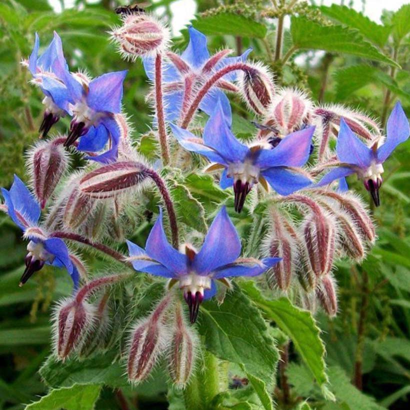 organic-borage-oil