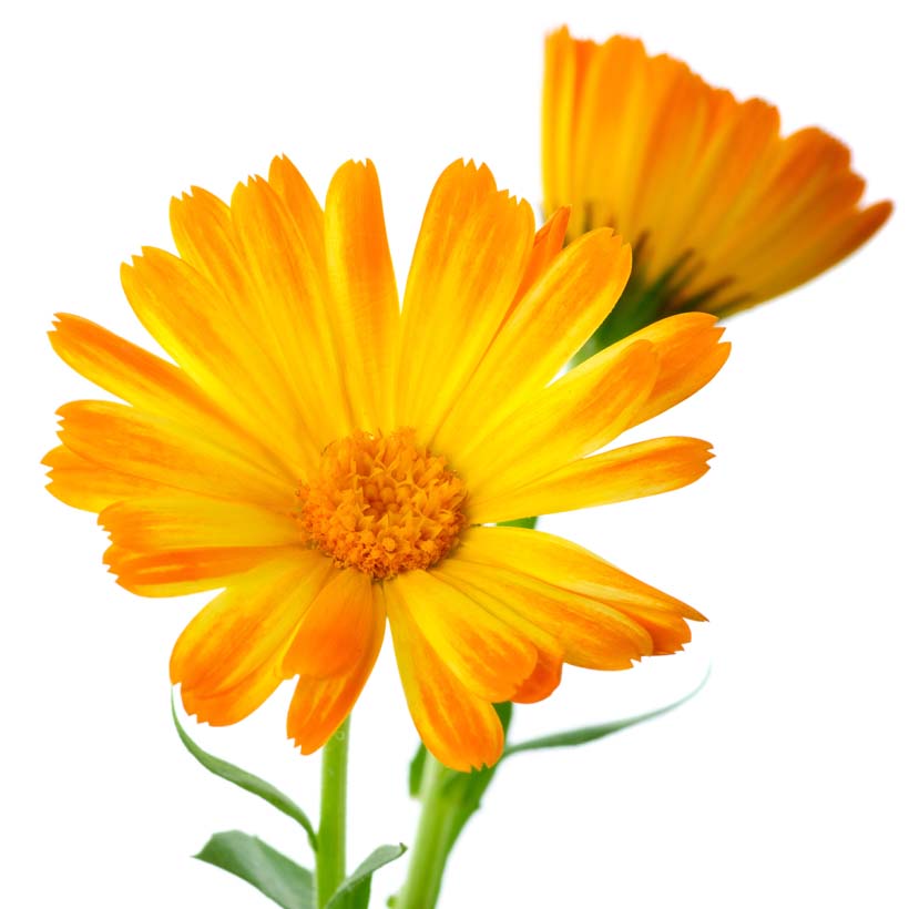 organic-calendula-oil