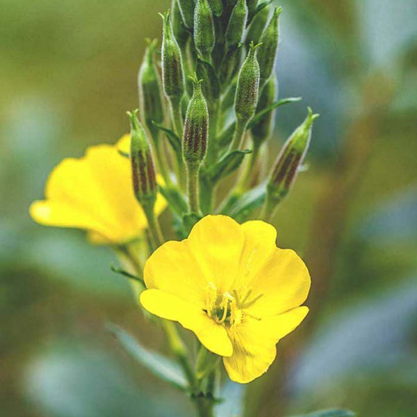 Organic Evening Primrose Oil | Alteya Organics