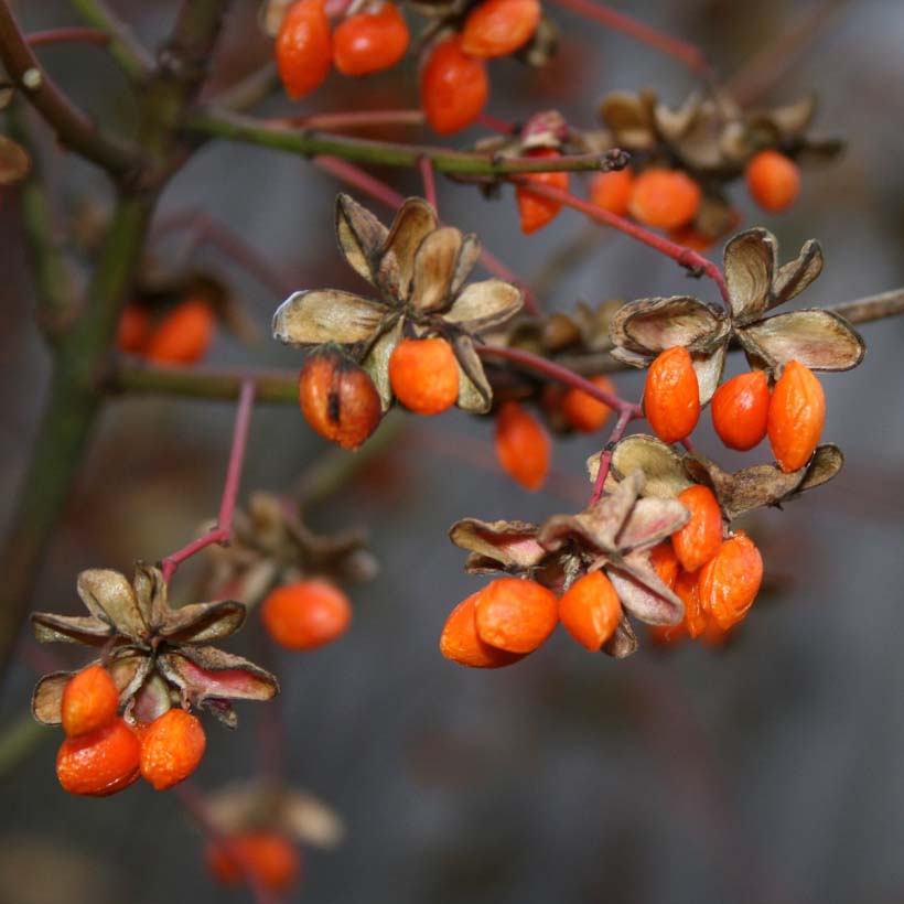 organic-goji-berry_oil