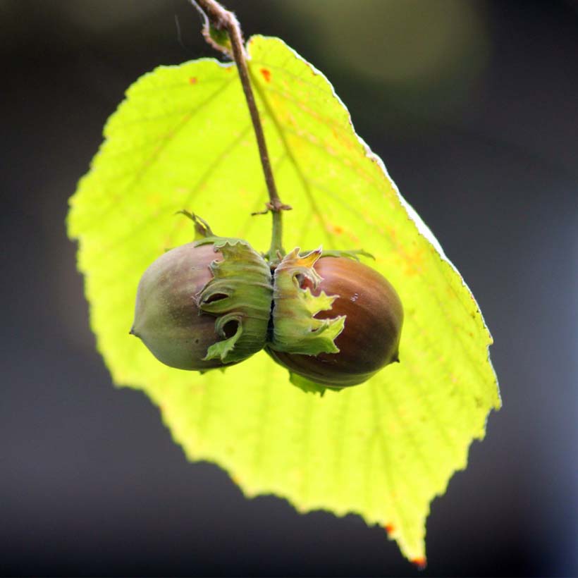 organic-hazelnut-oil