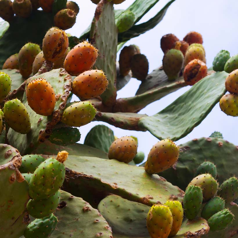 organic-prickly-pear_oil