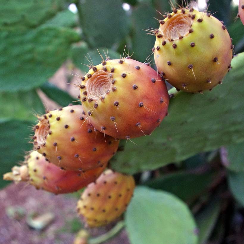 organic-prickly-pear_oil