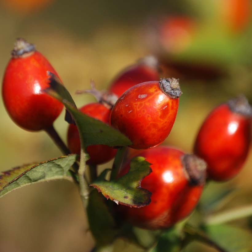 organic-rosehip-seed-oil