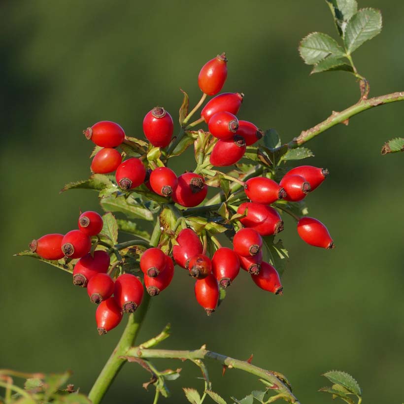 organic-rosehip-seed-oil