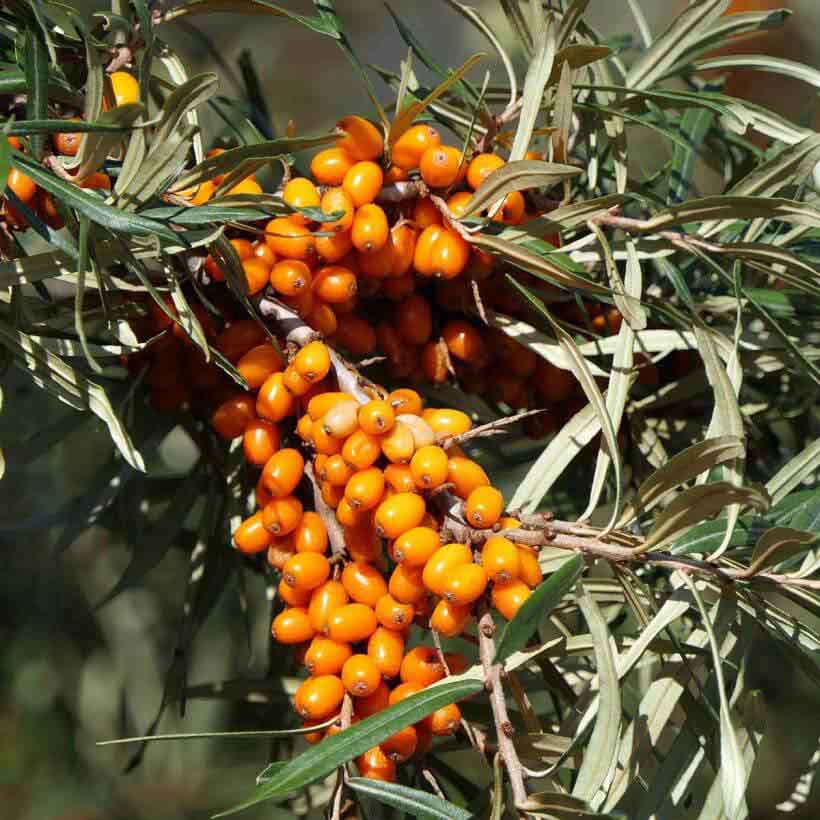 organic-sea-buckthorn-oil