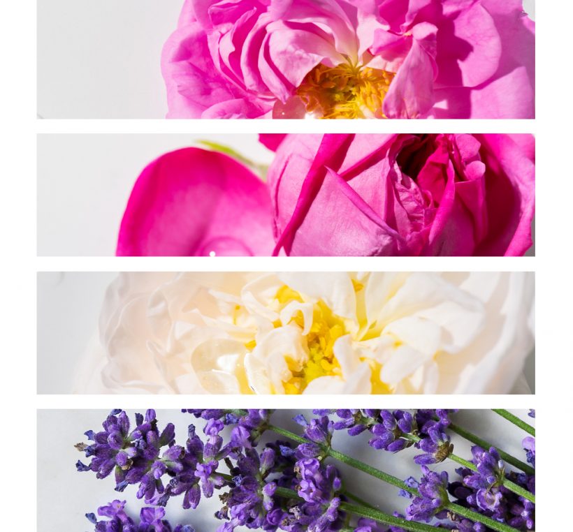 rosa-damascena-rosa-centifolia-rosa-alba-lavender