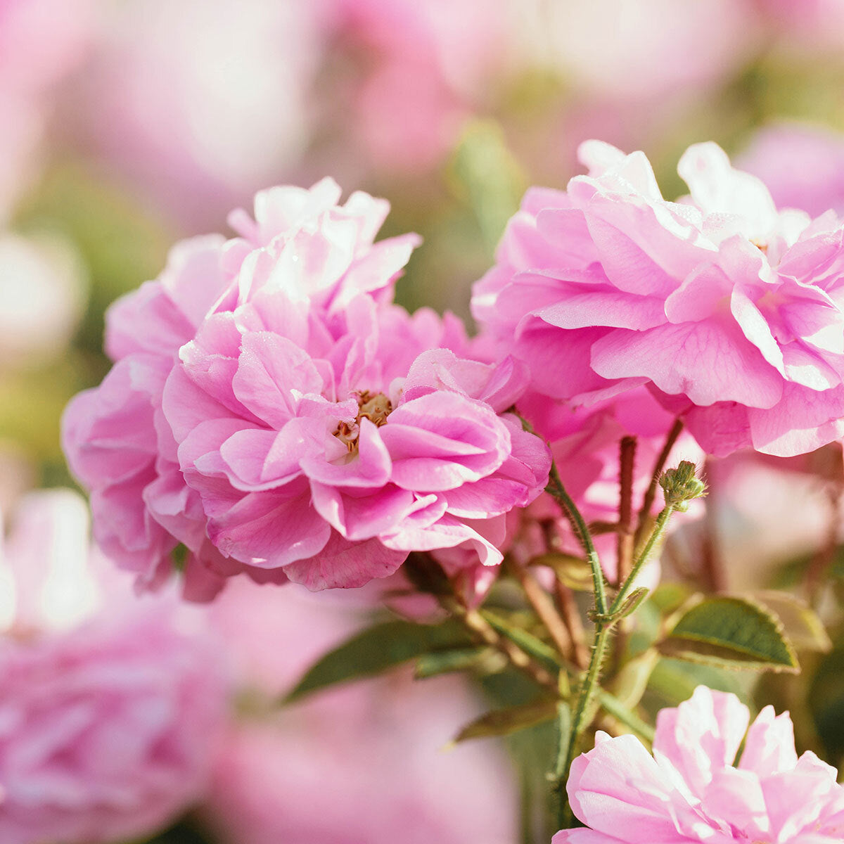 Used in aromatherapy, Rose Absolute oil creates a romantic atmosphere, reduces stress and anxiety and uplifts the mood.