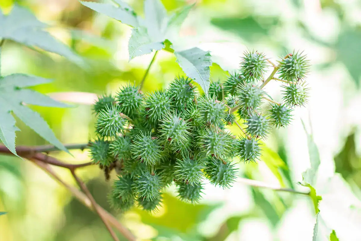 what Is castor oil